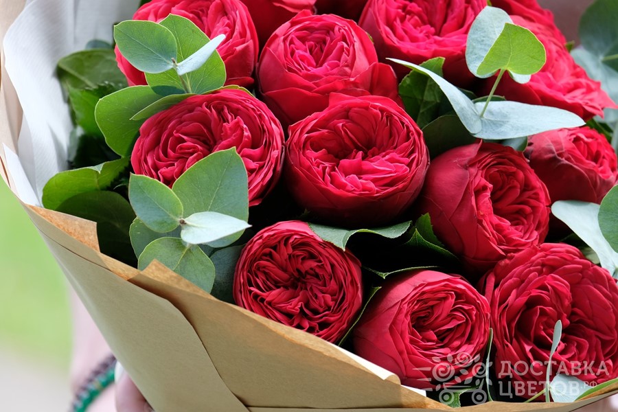 Пионовидные Розы Купить Саженцы Интернет Магазин Недорого