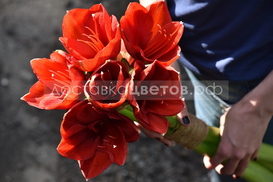 Букет Амариллисы