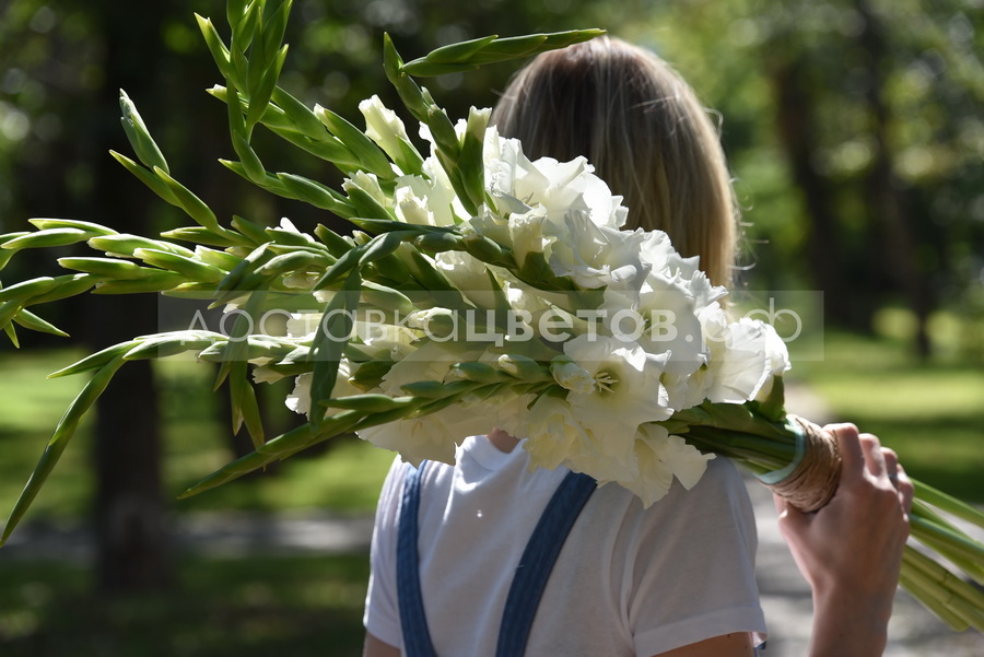 Букет Гладиолусы
