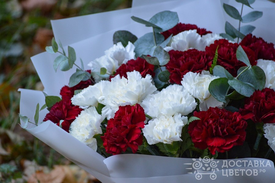 Букет Белые и бордовые гвоздики