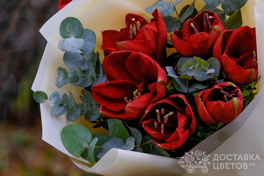 Букет Красные амариллисы