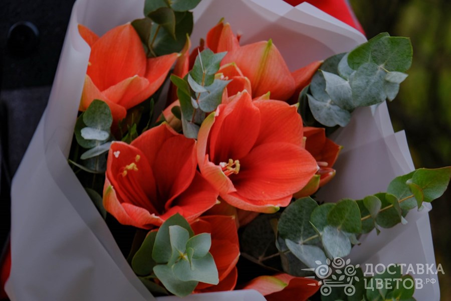 Букет Персиковые амариллисы