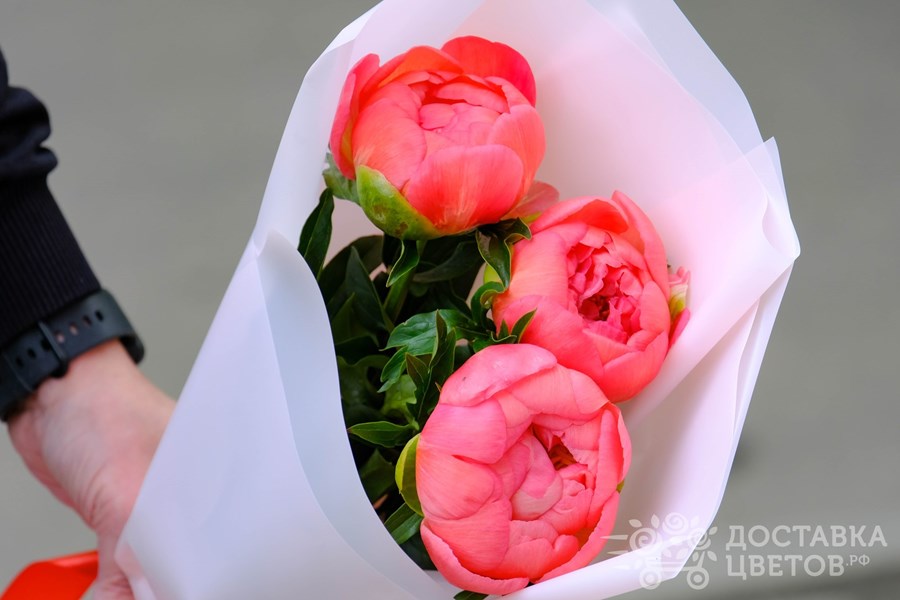 Букет Коралловые пионы