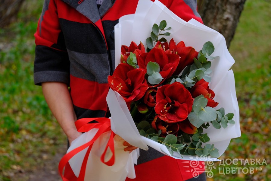 Букет Красные амариллисы