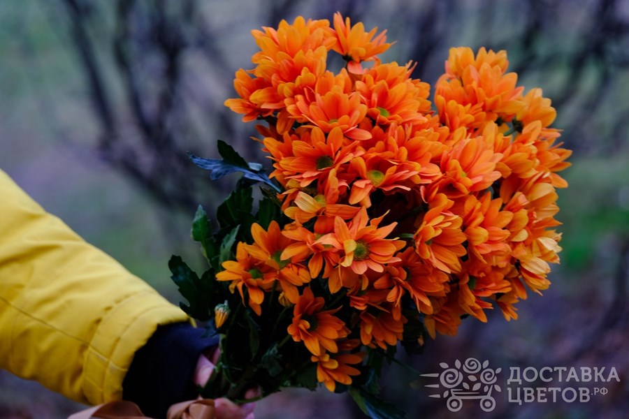 Букет Оранжевые кустовые хризантемы