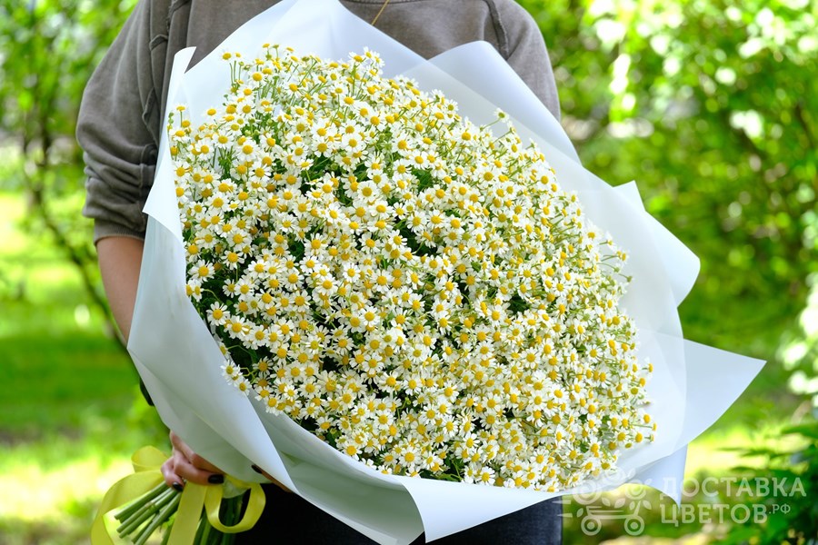 Букет Ромашки