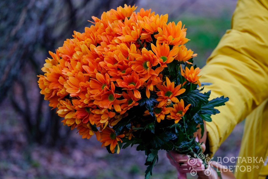 Букет Оранжевые кустовые хризантемы