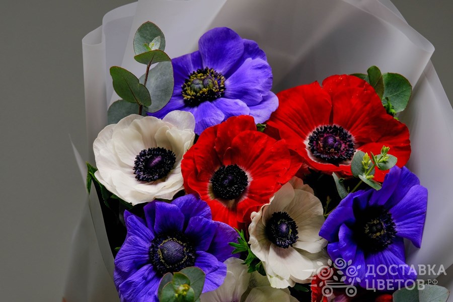 Букет Разноцветные анемоны
