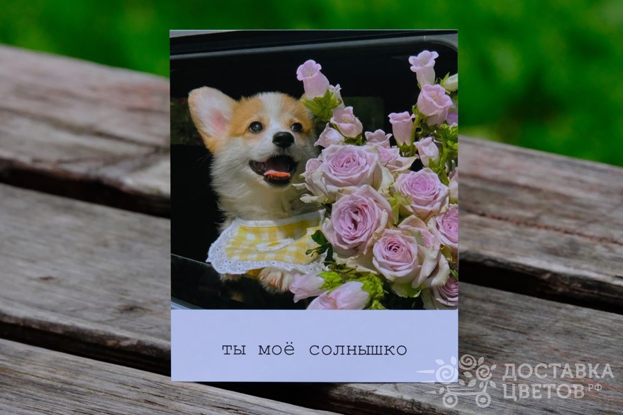 Фотокарточка Корги Ты моё солнышко