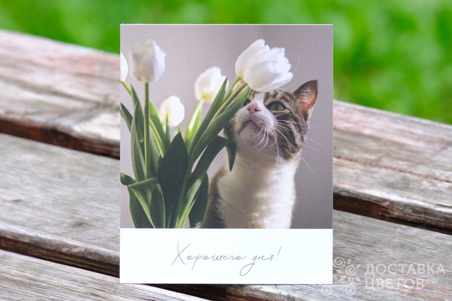 Фотокарточка Кот с белыми тюльпанами Хорошего дня