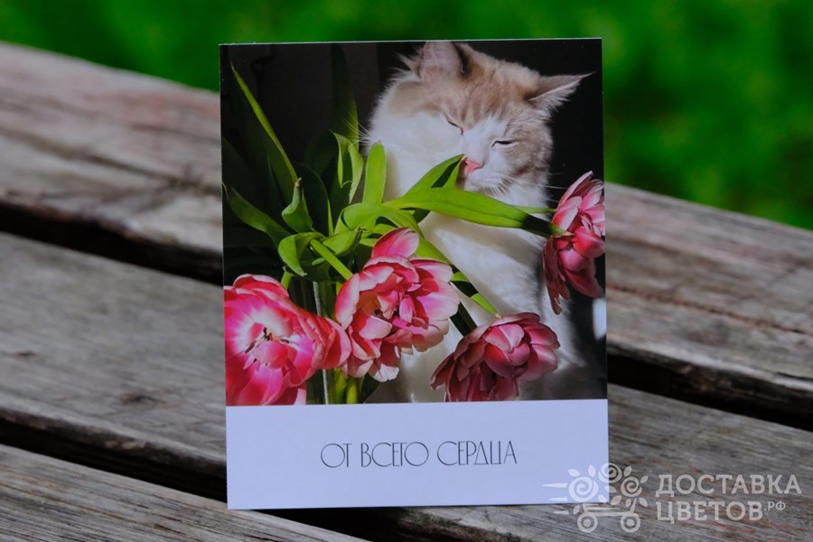Фотокарточка Кот с розовыми тюльпанами От всего сердца