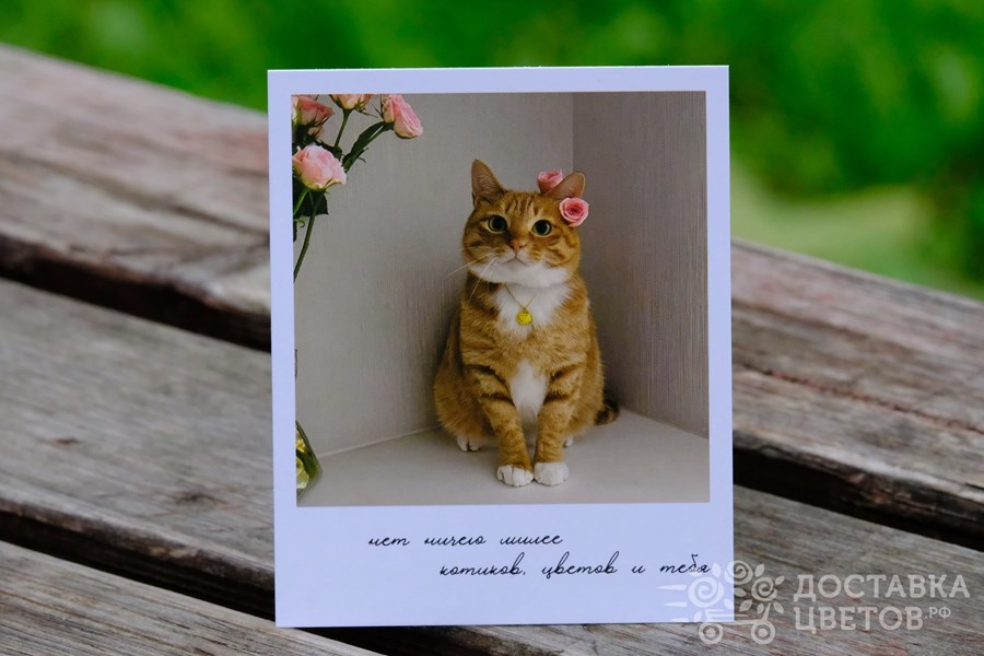 Фотокарточка Рыжий кот Котиков цветов и тебя