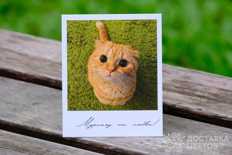 Фотокарточка Рыжий кот Мурлычу от любви