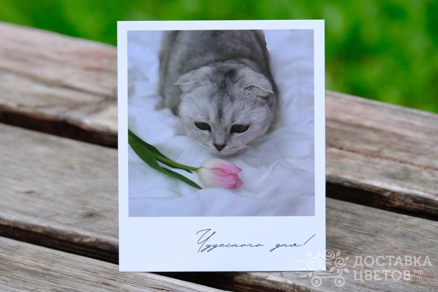 Фотокарточка Серый кот Чудесного дня