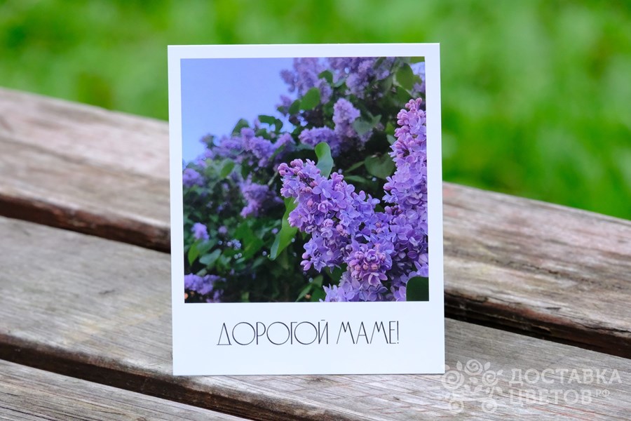 Фотокарточка Сирень Дорогой маме