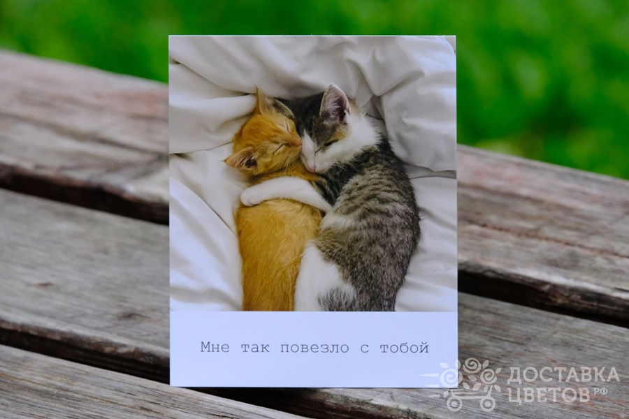 Фотокарточка Спящие котята Мне так повезло с тобой