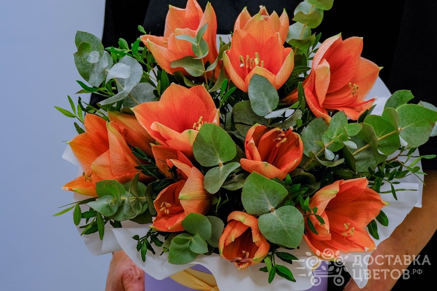 Цветы в коробке Персиковые амариллисы