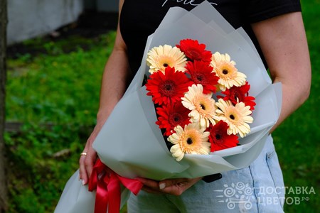 Букет из 11 красно-кремовых гербер "Ветер перемен"