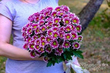 Букет из 11 кустовых хризантем "Бордовые кустовые хризантемы"