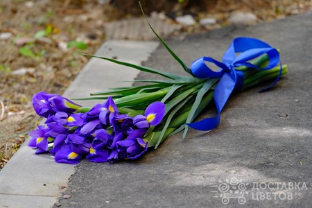 Букет из 15 ирисов "Синие ирисы"