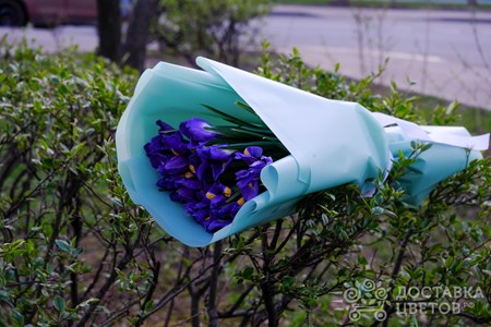 Букет из 15 ирисов в пленке "Синие ирисы"