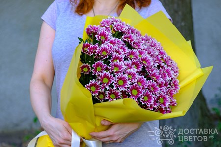 Букет из 15 кустовых хризантем в пленке "Бордовые кустовые хризантемы в пленке"