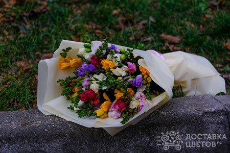 Букет из 25 фрезий в пленке "Разноцветная фрезия"