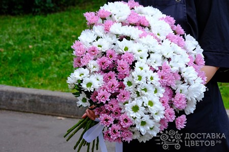 Букет из 25 хризантем "Белые и сиреневые кустовые хризантемы"