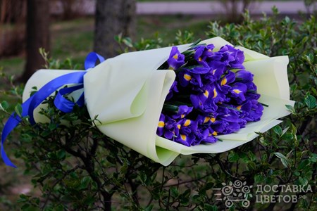 Букет из 25 ирисов в пленке "Синие ирисы"