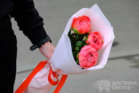 Букет из 3 коралловых пионов в пленке "Коралловые пионы"
