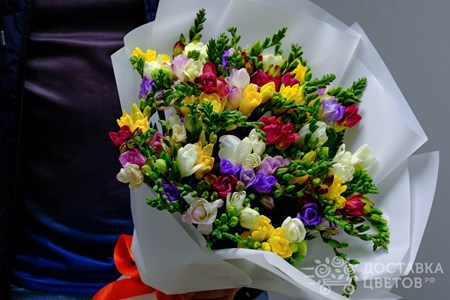 Букет из 51 фрезии в пленке "Разноцветная фрезия"