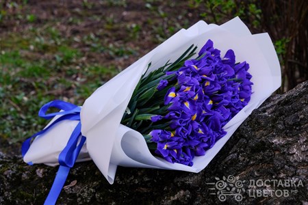 Букет из 51 ириса в пленке "Синие ирисы"