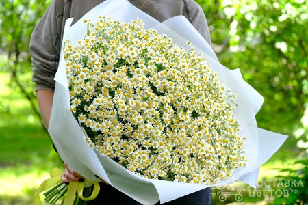 Букет из 51 ромашки в пленке "Ромашки"
