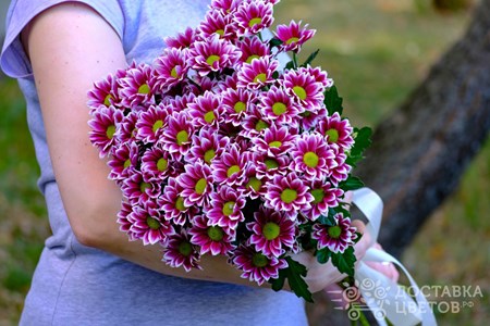 Букет из 9 кустовых хризантем "Бордовые кустовые хризантемы"