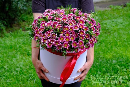 Композиция из 15 кустовых хризантем в коробке "Бордовые кустовые хризантемы в коробке"