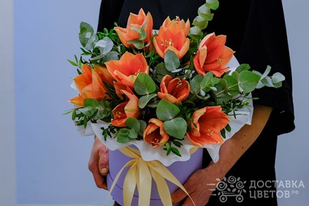 Композиция из 3 амариллисов с эвкалиптом в коробке "Персиковые амариллисы"