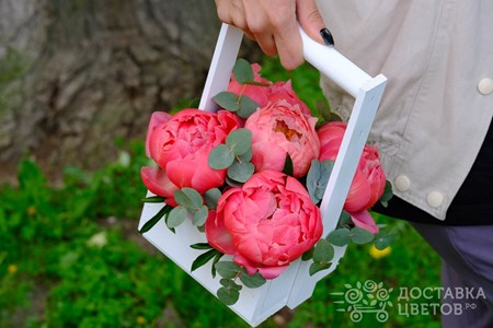 Композиция из 5 коралловых пионов с эвкалиптом в ящике "Коралловые пионы"